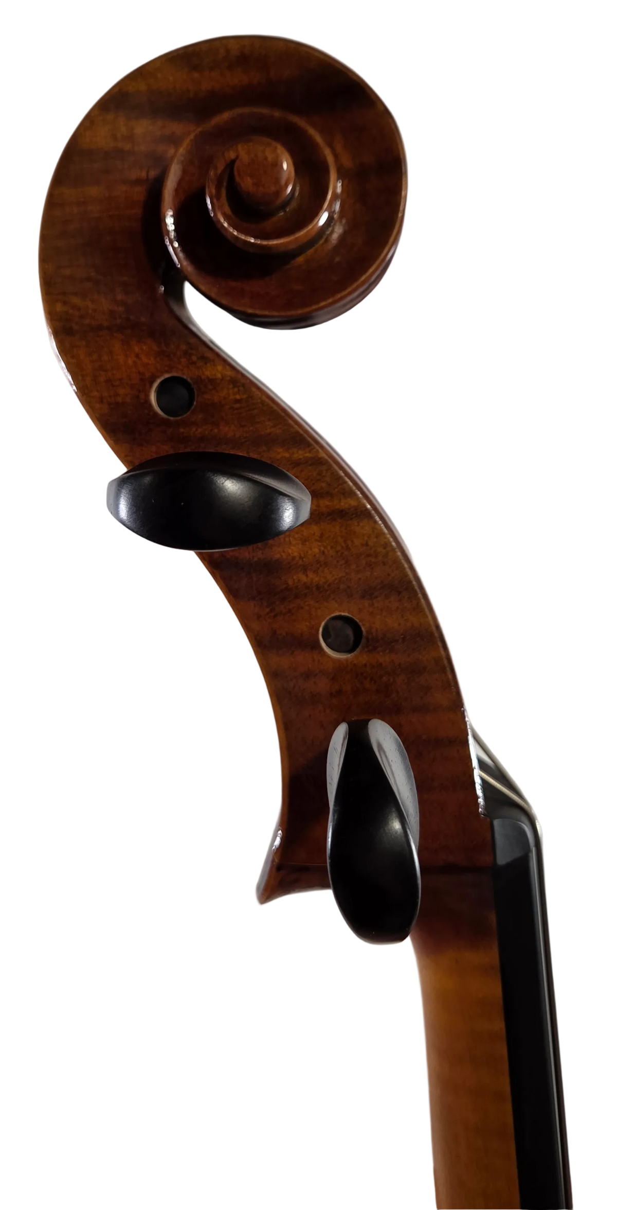 Cedar Music CDCLO44OFT 4/4 Cello with French Bridge, Bow, and Gig Bag
